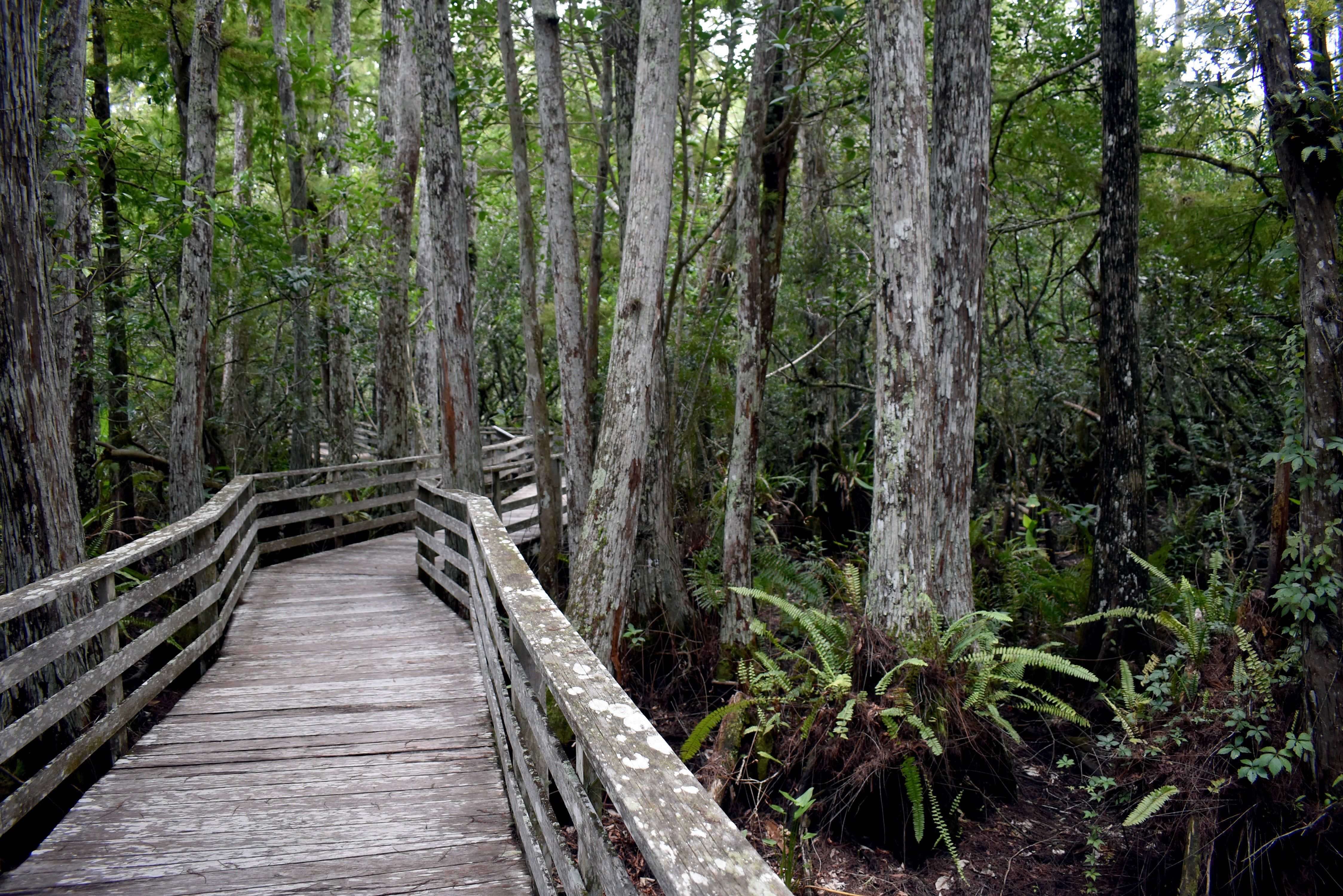 A boardwalk through a dry forest